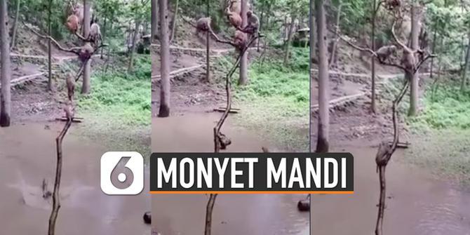 VIDEO: Monyet Juga Doyan Main Air