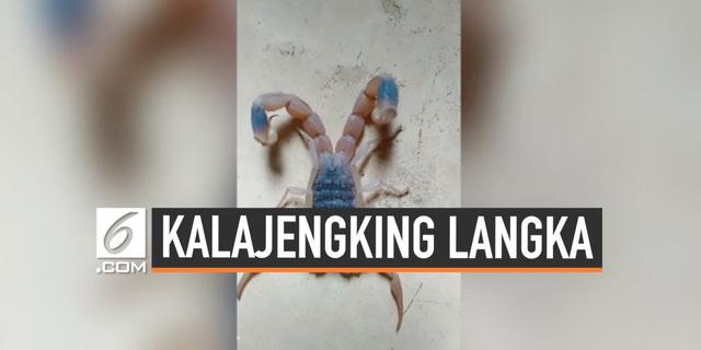 VIDEO: Kalajengking Berekor Dua Muncul di China