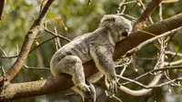 10 Animals that Love Sleeping, Some Even Up to 22 Hours A Day!