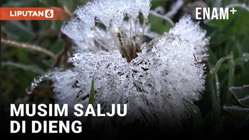 VIDEO: Menikmati 'Musim Salju' di Dieng, Suhu Capai Minus 1 Derajat Celcius