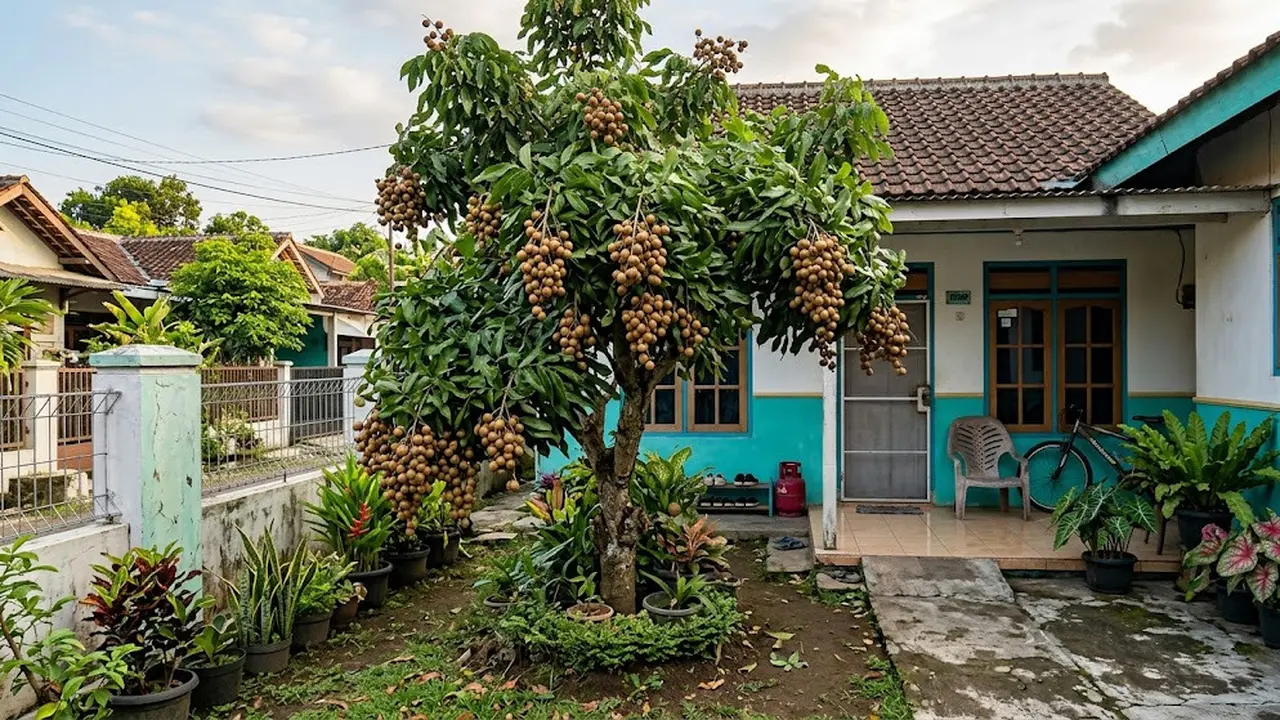 Kelengkeng Berbuah tapi Rasanya Kurang Manis? Ini Cara Merawat Pohon agar Hasilnya Lebih Baik