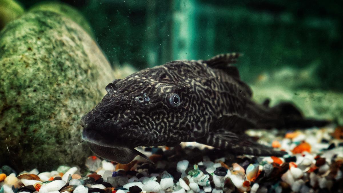 Fakta Ikan Sapu-Sapu: Sulit Mati dan Punya Daya Tahan Hidup Tinggi