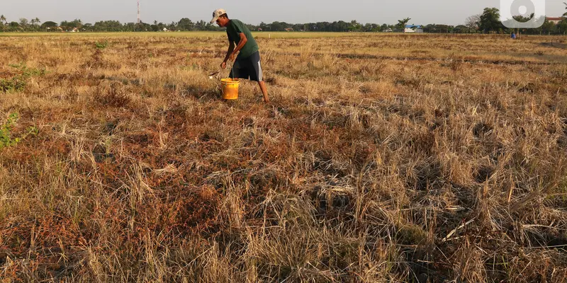 FOTO: Petani Desa Sukaringin Alami Gagal Panen