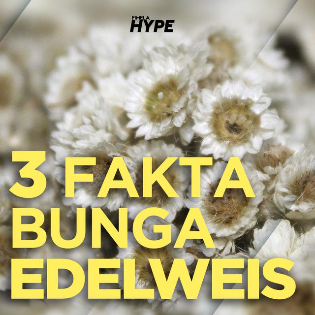 3 Fakta Bunga Edelweis Lifestyle Fimela Com