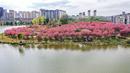 Keindahan bunga sakura bermekaran menjadi daya tarik sendiri bagi warga di China. (STR/AFP)