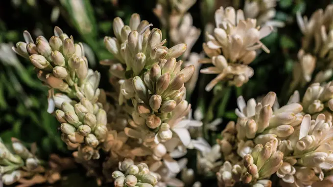 Khasiat Bunga Sedap Malam untuk Perawatan Tubuh Hingga Pembangkit Keintiman di Hari Valentine