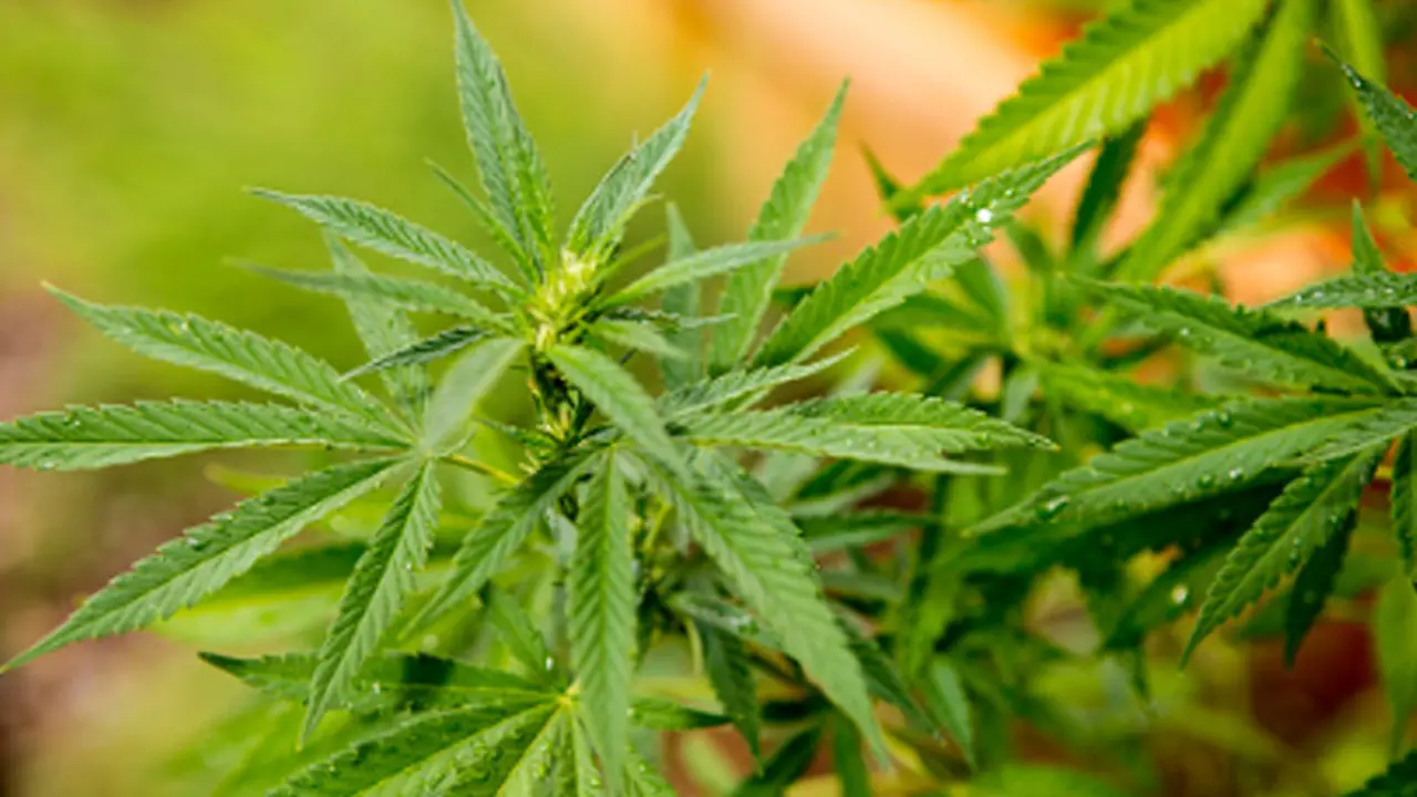 Waspada, Indonesia Darurat Ganja di Instagram