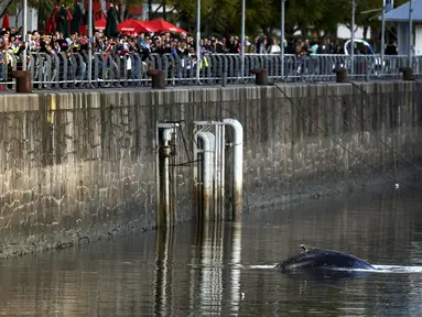 Warga melihat ikan paus yang terdampar masuk ke Pelabuhan Puerto Madero, Buenos Aires, Argentina, Senin (3/8/2015). Peristiwa tersebut sempat menjadi perhatian warga yang berada di sekitar pelabuhan tersebut. (REUTERS/Marcos Brindicci)