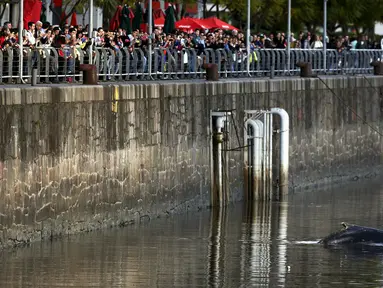 Warga melihat ikan paus yang terdampar masuk ke Pelabuhan Puerto Madero, Buenos Aires, Argentina, Senin (3/8/2015). Peristiwa tersebut sempat menjadi perhatian warga yang berada di sekitar pelabuhan tersebut. (REUTERS/Marcos Brindicci)