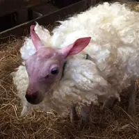 Skippy, begitulah orang-orang memanggil bayi domba yang tak memiliki bulu ini. 