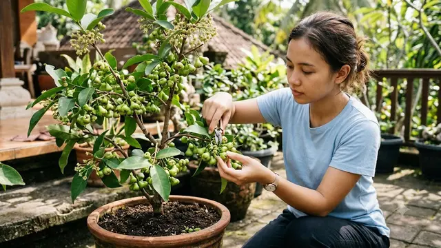 Cara Mengerdilkan Pohon Jambu Air agar Cepat Berbuah Meski Ditanam di Pot