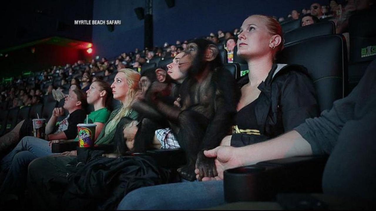 2 Simpanse Nonton Dawn of the Planet of the Apes di Bioskop