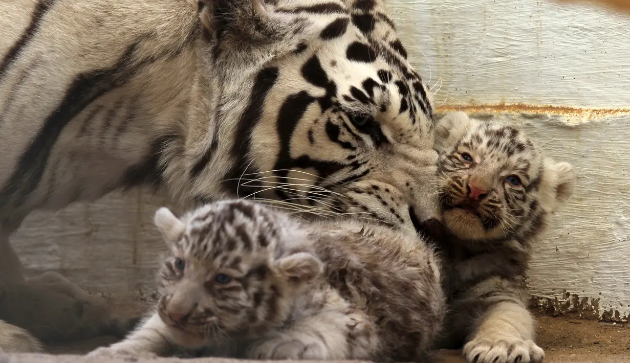 Harimau putih bernama Sascha bersama dua anaknya yang baru berumur satu bulan di San Jorge Zoo di Ciudad Juarez, Chihuahua, Meksiko, Kamis (18/5). Sascha  dan pasangannya adalah harimau putih yang disumbangkan dari sebuah sirkus. (AFP/HERIKA MARTINEZ)