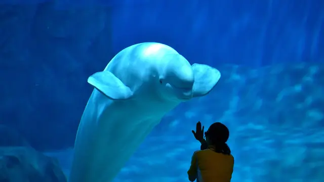 Port of Nagoya Public Aquarium