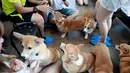 Anjing ras Corgis bermain dengan pelanggan di kafe anjing bernama Corgi In The Garden di Bangkok, Thailand. Selain indoor, kafe ini juga menyiapkan halaman outdoor yang dibuat khusus pengunjung bermain dengan anjing. (REUTERS/Soe Zeya Tun)