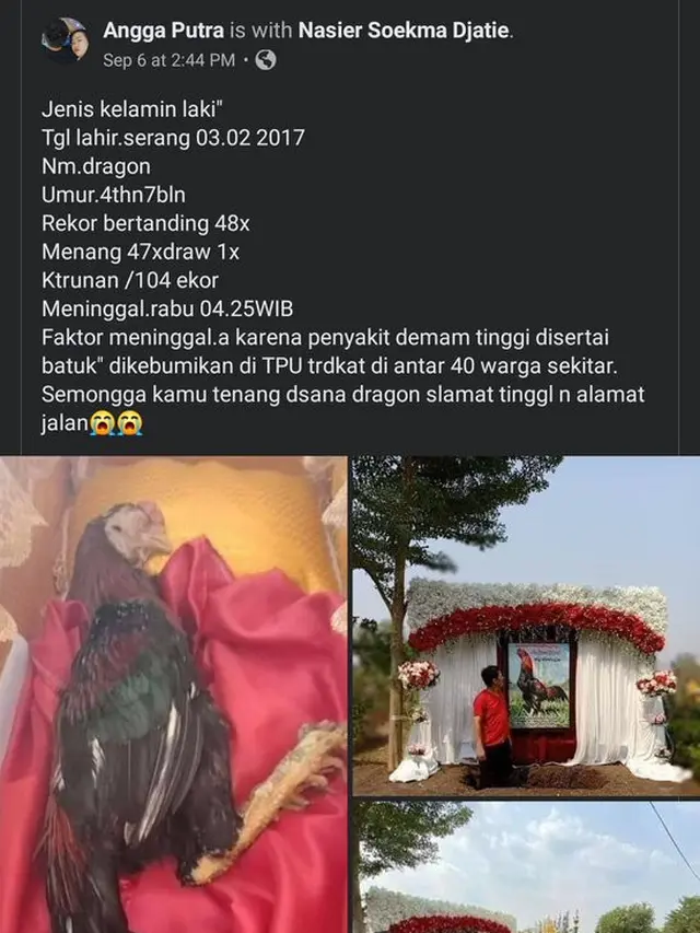 Jadi Kebanggaan saat Diadu, Ayam Jago 'Dragon' Ini Dimakamkan Istimewa