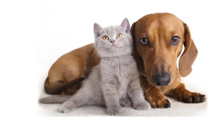 courtesy of hollywoodpet