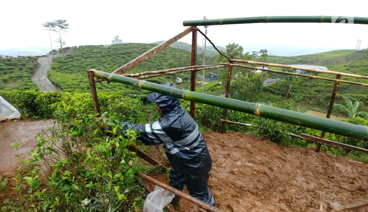 Warga membangun tenda untuk mengungsi di perkebunan teh milik PT Nirmala di Desa Malasari, Nanggung, Bogor, Jawa Barat. Dari 168 KK atau 1.081 jiwa yang mengungsi, sebagian besar adalah perempuan, anak-anak, dan lansia. (Liputan6.com/Achmad Sudarno)