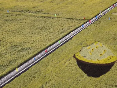 Sawah yang akan dipanen di sebuah area persawahan di Kota Fujin, Provinsi Heilongjiang, China timur laut (21/9/2020). Dalam beberapa hari terakhir, sekitar 2.667 hektare sawah di kota tersebut telah memasuki musim panen. (Xinhua/Zhang Tao)