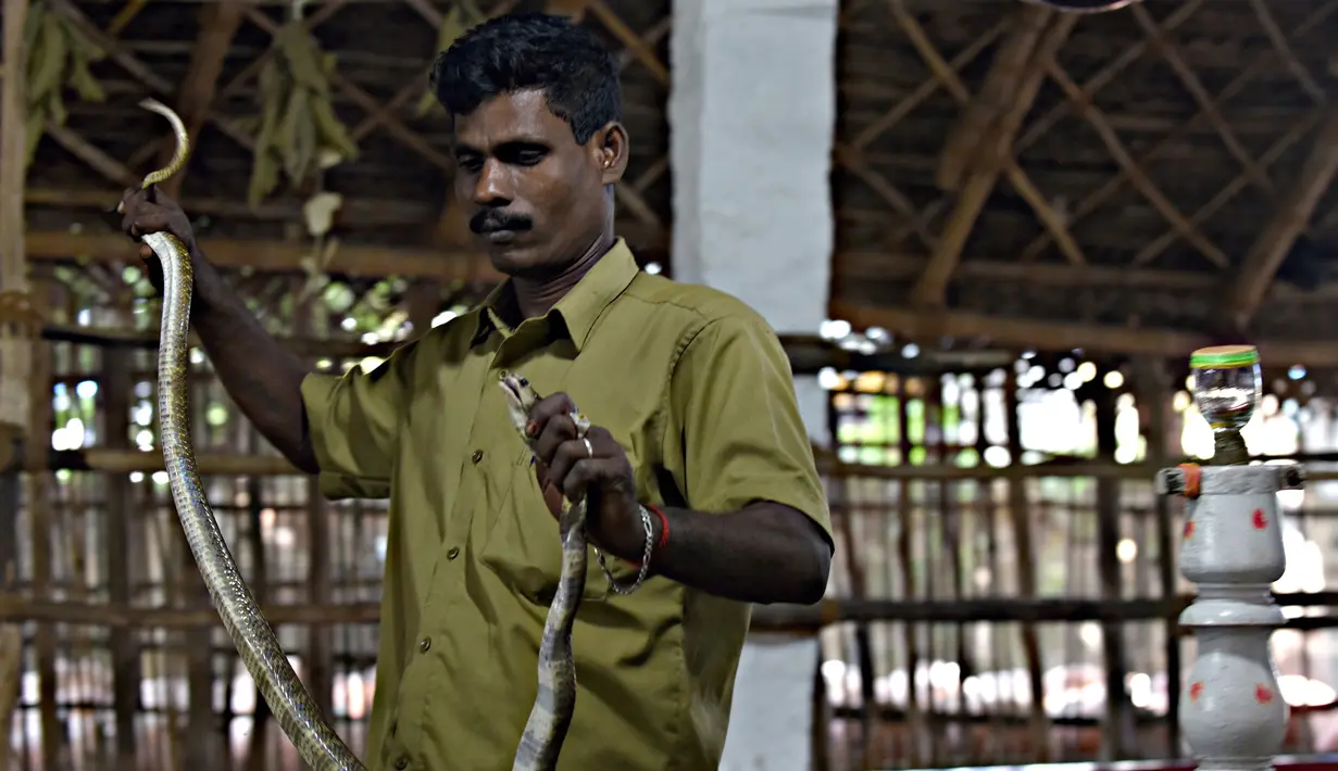 Kali memegang seekor kobra tangkapannya di pusat ekstraksi bisa ular Irula di pinggiran Chennai, India, (11/11). Berbekal sabit kecil, linggis, dan tas kanvas, Kali dan rekannya Vedan setiap hari memburu kobra. (AFP Photo/Arun Sankar)