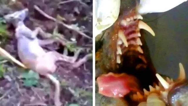 Mengerikan, 5 Makhluk Aneh yang Keberadaannya Dipertanyakan