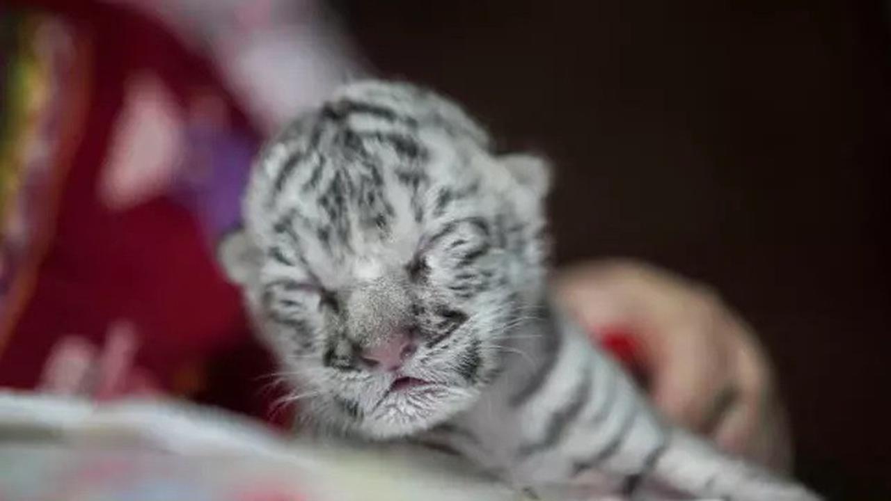 Bayi harimau putih langka lahir di sebuah kebun binatang di Nikaragua. (Photo credit: AFP/Inti Ocon)