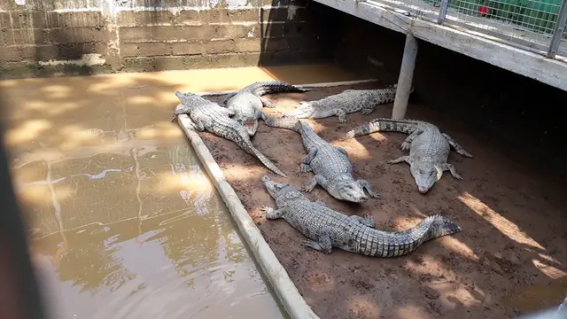 Buaya remaja berusia di bawah lima tahun ditempatkan di satu kandang penangkaran buaya di Banyumas. (Foto: Liputan6.com/Muhamad Ridlo)
