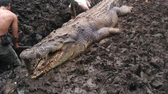 Buaya