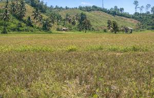 Kondisi sawah milik petani di Sulut. (Liputan6.com/Arfandi Ibrahim)