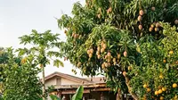 Cara Merawat Tanaman Buah di Pekarangan Rumah agar Berbuah Lebat di Musim Panen Awal Tahun