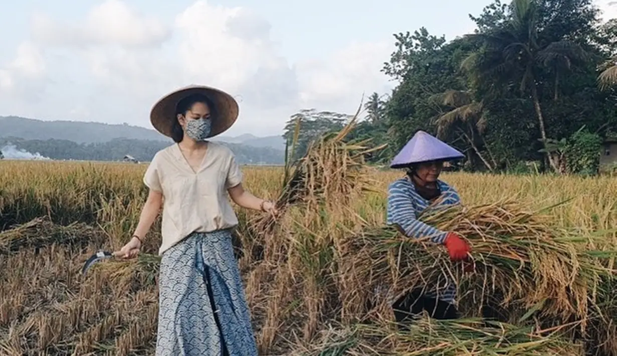 Prisia Nasution tetap mematuhi protokol kesehatan saat membantu petani panen padi. Ia memakai masker dan turut aktif dalam membantu mengumpulkan padi di sawah.(Liputan6.com/IG/@prisia)