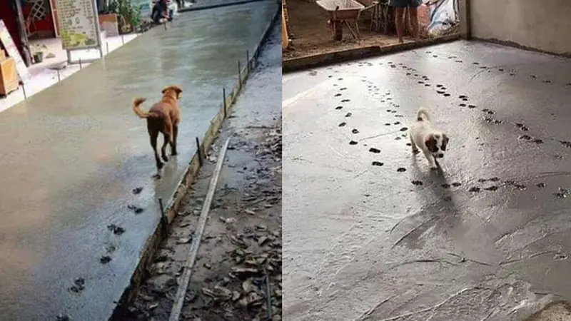 6 Potret Anjing Jalan di Cor Masih Basah Ini Bikin Geregetan