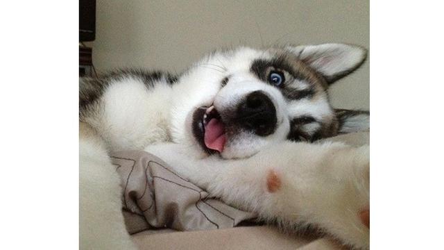 Potret 7 Hewan Selfie Ini Menggemaskan, Narsisnya Kebangetan