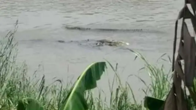 Foto buaya yang diunggah di berbagai linimassa dan disebut berada di aliran Kali Comal, Pemalang. (Foto: Liputan6.com/Istimewa/Muhamad Ridlo)