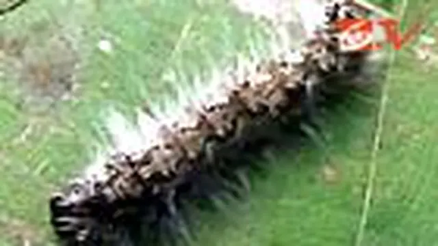 Petani Tanaman Albasia Gigit Jari