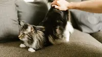 Alasan Kucing Meregangkan Tubuh Saat Melihat Orang, Kode Nyaman atau Lapar?