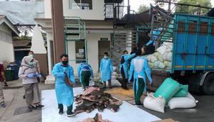 Badan Karantina Indonesia (Barantin) menggagalkan upaya penyelundupan Daging Babi Hutan atau Celeng sebanyak 2,9 ton di Pelabuhan Penyeberangan Merak. (Dok. Istimewa)