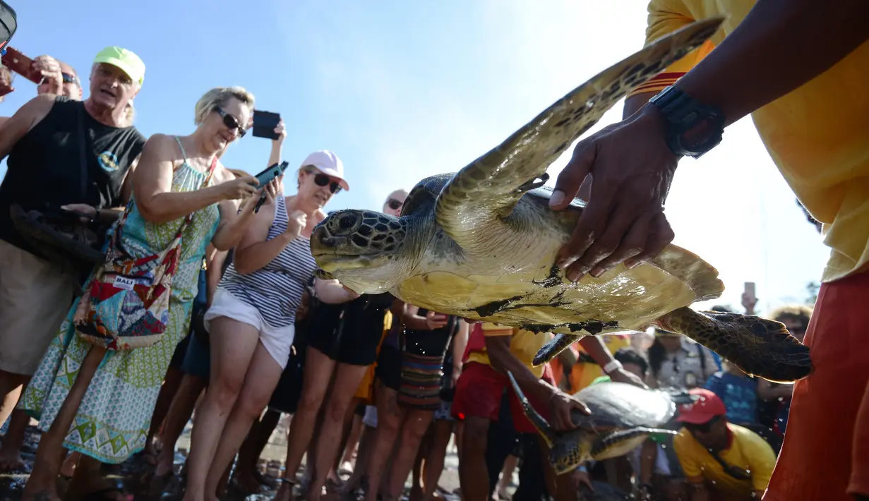 Turis menyaksikan kura-kura hijau dilepaskan di pantai Kuta di pulau Bali (27/3). Sekitar 18 kura-kura hijau diburu untuk diambil dagingnya dan dilepaskan kembali ke laut setelah polisi menangkap pelaku di Kabupaten Gianyar pada 13 Maret. (AFP Photo/Sonny Tumbelaka)