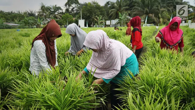 Menengok Budidaya Jahe Merah Beromzet Rp 180 Juta di Jambi