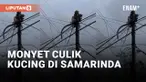 Viral! Seekor Monyet Culik Kucing dan Dibawa ke Tiang Listrik