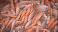 Jenis Ikan Mudah Diternak dengan Sistem Hemat Air, Tak Perlu Kolam Besar