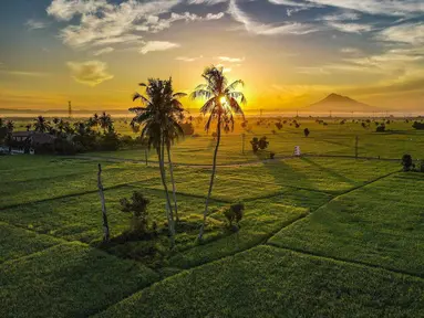 Foto udara pemandangan sawah saat matahari terbit di Samahani, Provinsi Aceh, Jumat, 24 Juli 2026. (AFP/ Chaideer Mahyuddin)