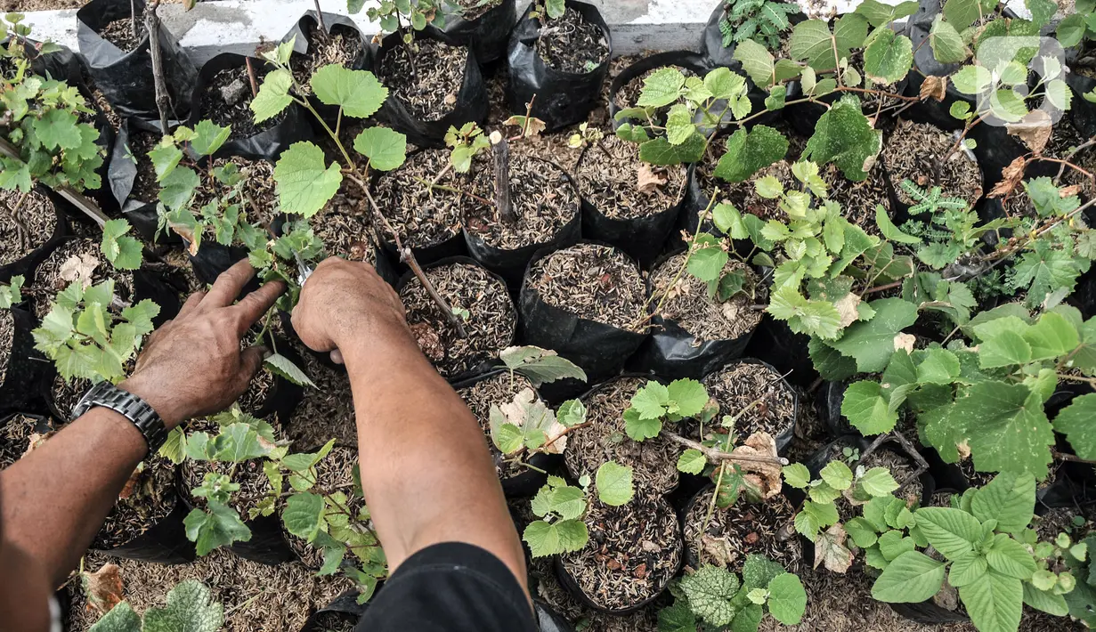 Anggota Komunitas Anggur Jakarta, Tarto Blendhot (48), merawat kebun anggur di Vezo Grapes Farm, Cilincing, Jakarta Utara, Selasa (7/9/2021). Ayah dua anak ini dibantu teman Komunitas Anggur Jakarta menyulap lahan tak terawat di SPBU Pertamina kawasan Cilincing. (merdeka.com/Iqbal S. Nugroho)