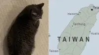 Kucing peliharaan yang dijuluki sebagai maskot Taiwan. (dok. Twitter @bakuding)