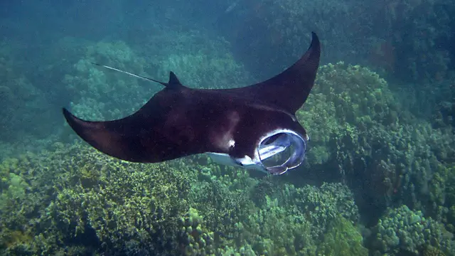 Spot Diving Terbaik untuk Melihat Pari Manta di Indonesia
