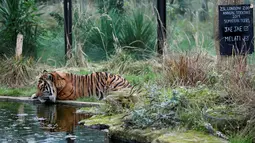 Seekor harimau Sumatera bernama Jae Jae meminum air kolam saat dilakukan sensus binatang di Kebun Binatang ZSL London, Inggris, Kamis (3/1). Sensus tahunan ini wajib dilakukan sebagai persyaratan izin kebun binatang. (Adrian DENNIS/AFP)