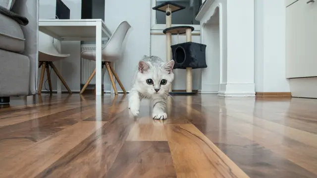 Kucing Sembunyi