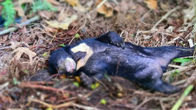 Beruang madu mati di kawasan Senepis karena sebelumnya terjerat di kebun.