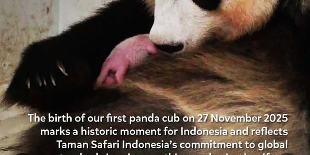 Detik-detik Kelahiran Bayi Panda Pertama di Taman Safari Indonesia, Dinantikan Sejak 2017