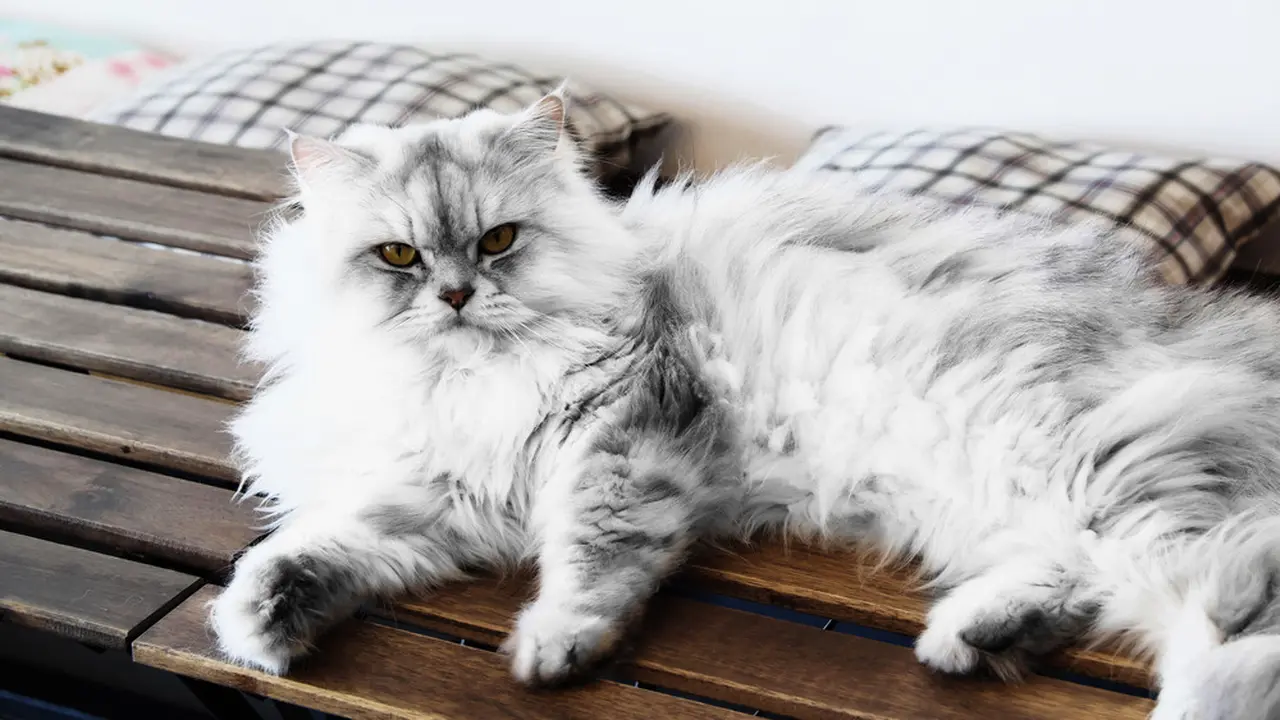 12 Masalah Kesehatan yang Dialami Kucing, Waspadai Tanda-Tandanya